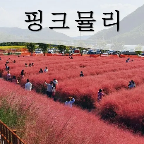 [2년생/올해만개/무료배송] 핑크뮬리 모종 묘목 40개 꽃객프로젝트